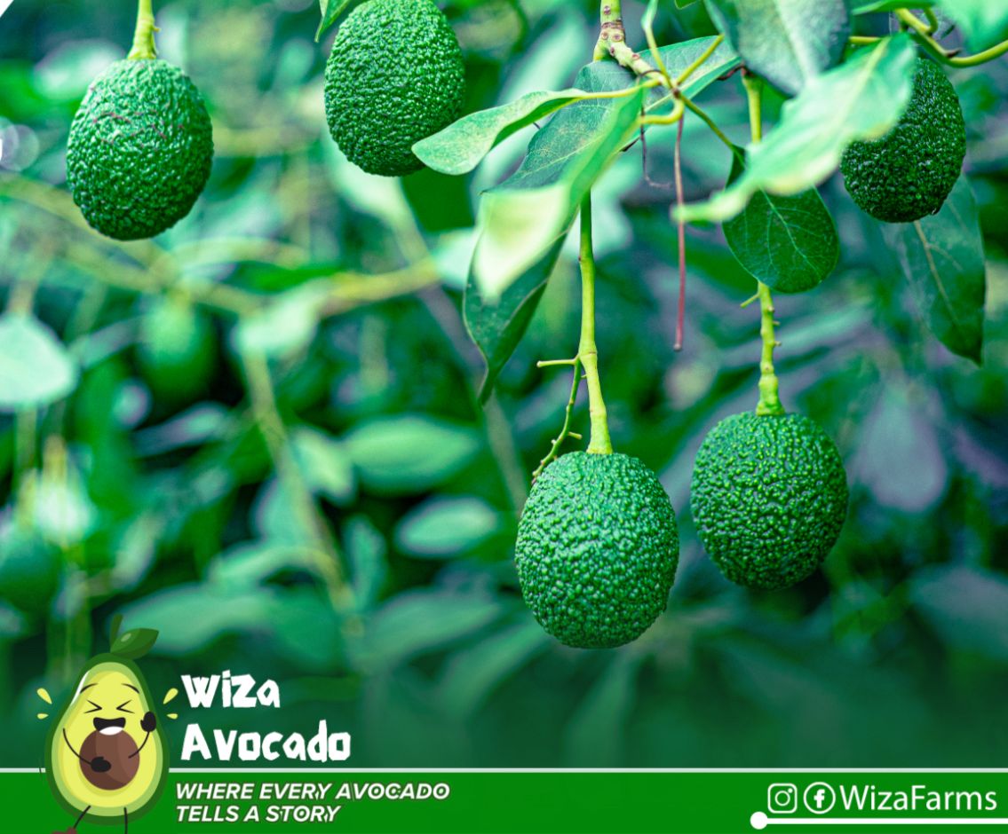 Premium Hass avocados growing on tree at Wiza Farm